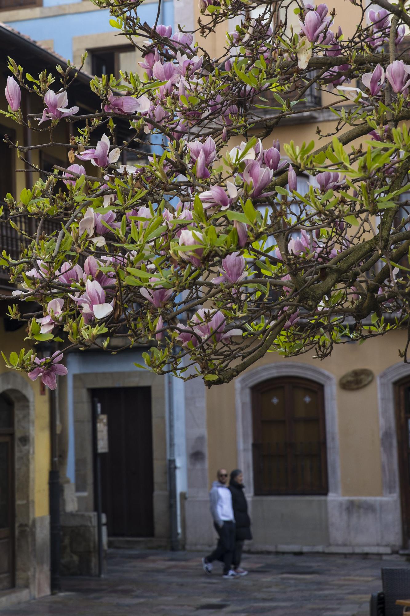 La primavera ya está llegando y así se deja notar en Avilés