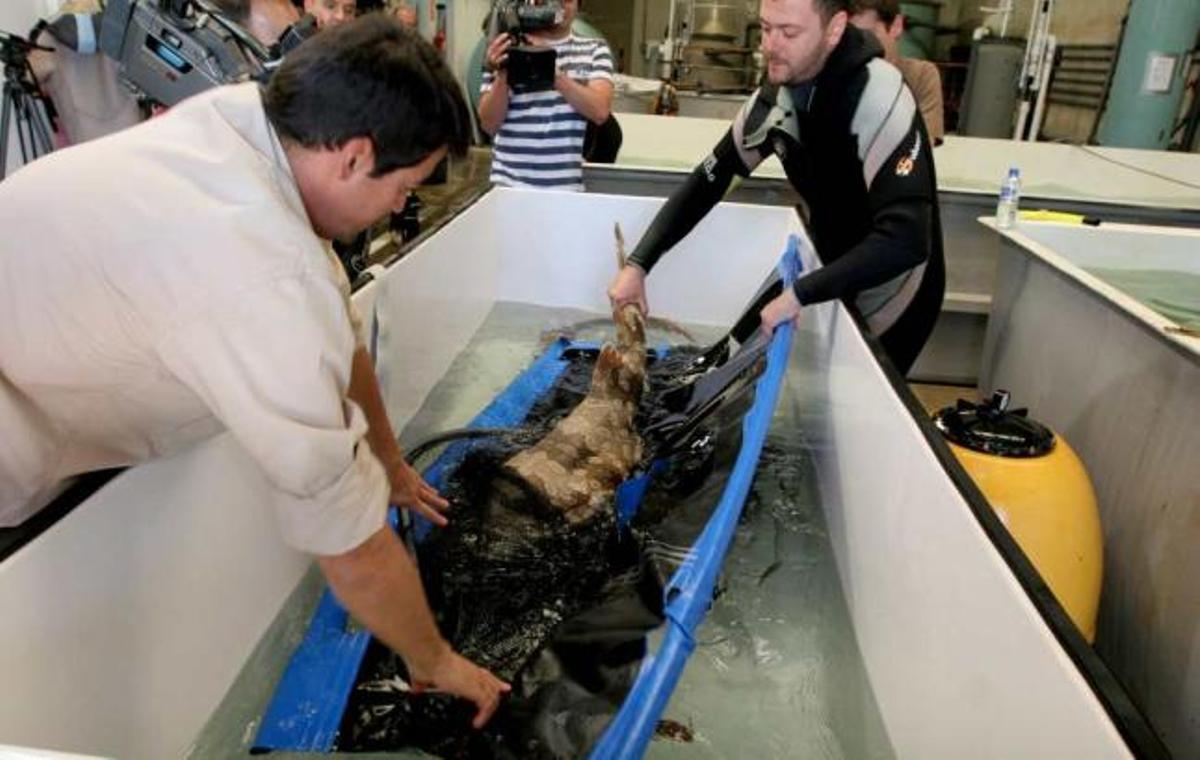 Empleados de Terra Natura trasladan a un tiburón.
