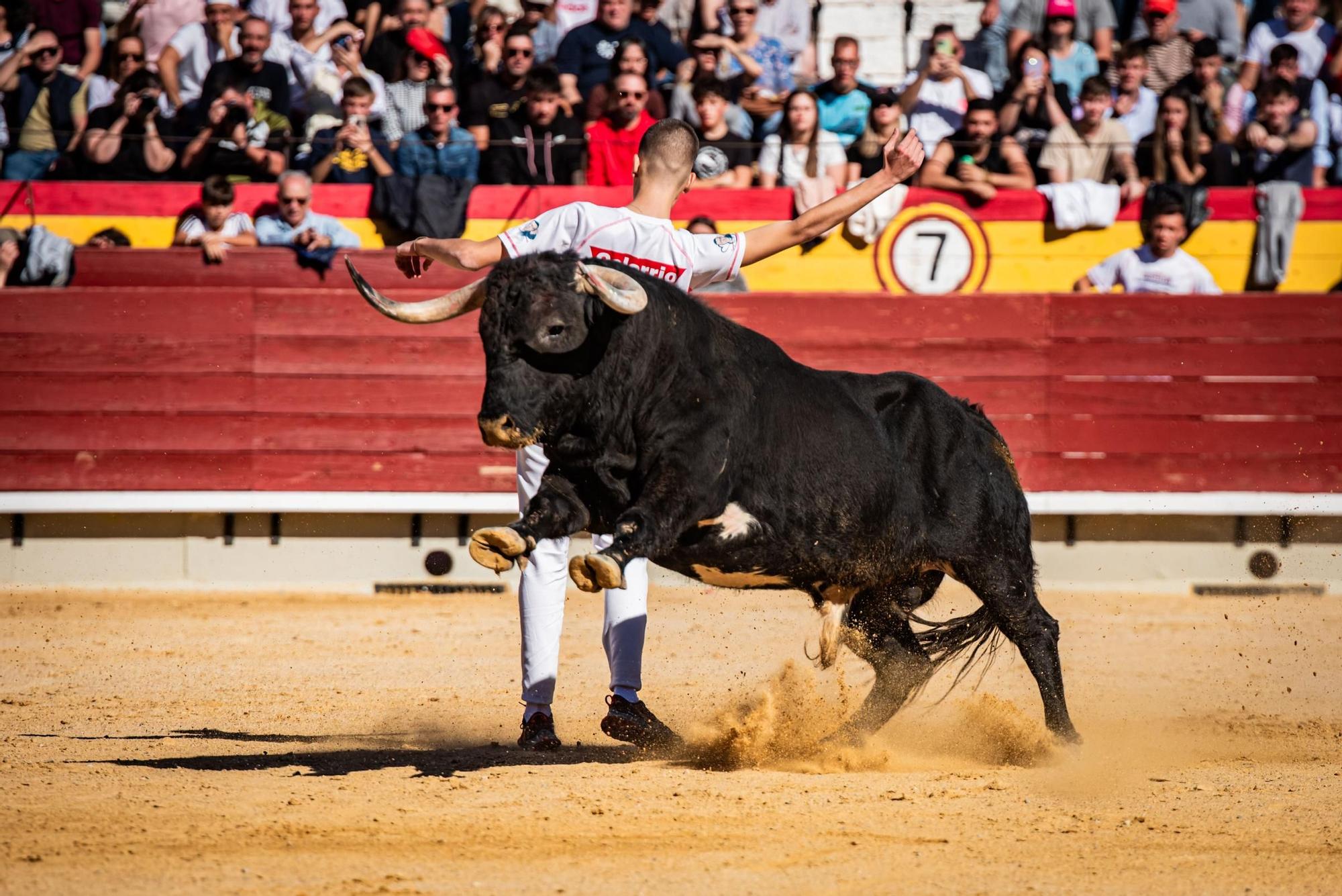 Así ha sido la gran final del campeonato de recortadores