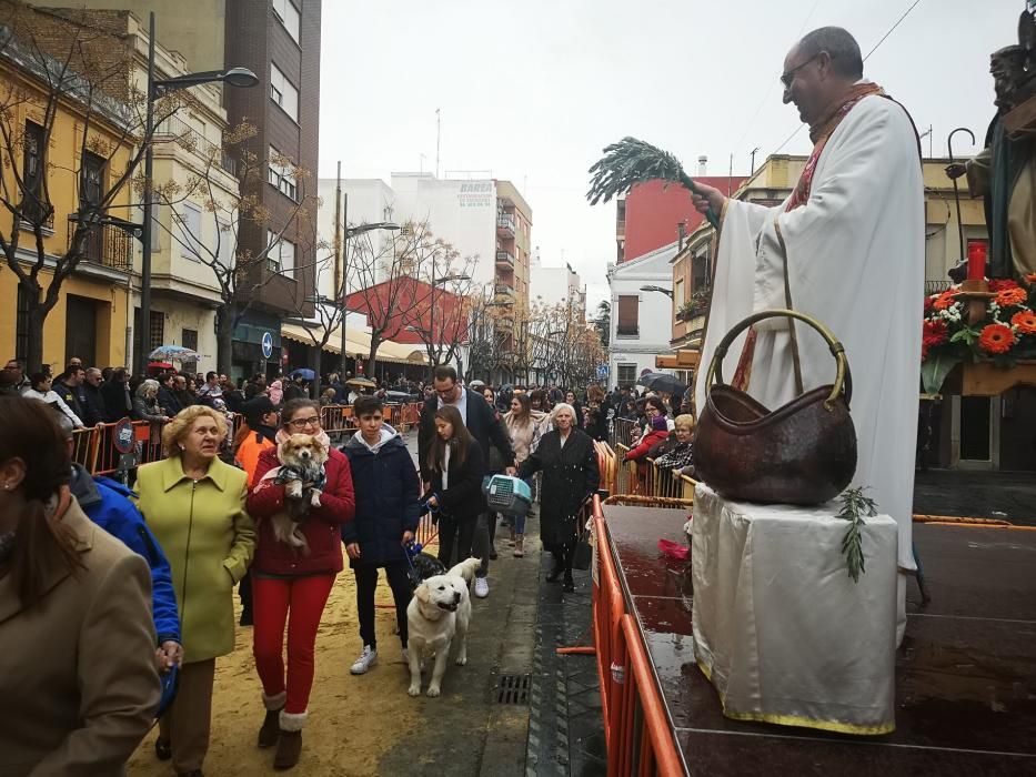 Bendición de animales en Xirivella.