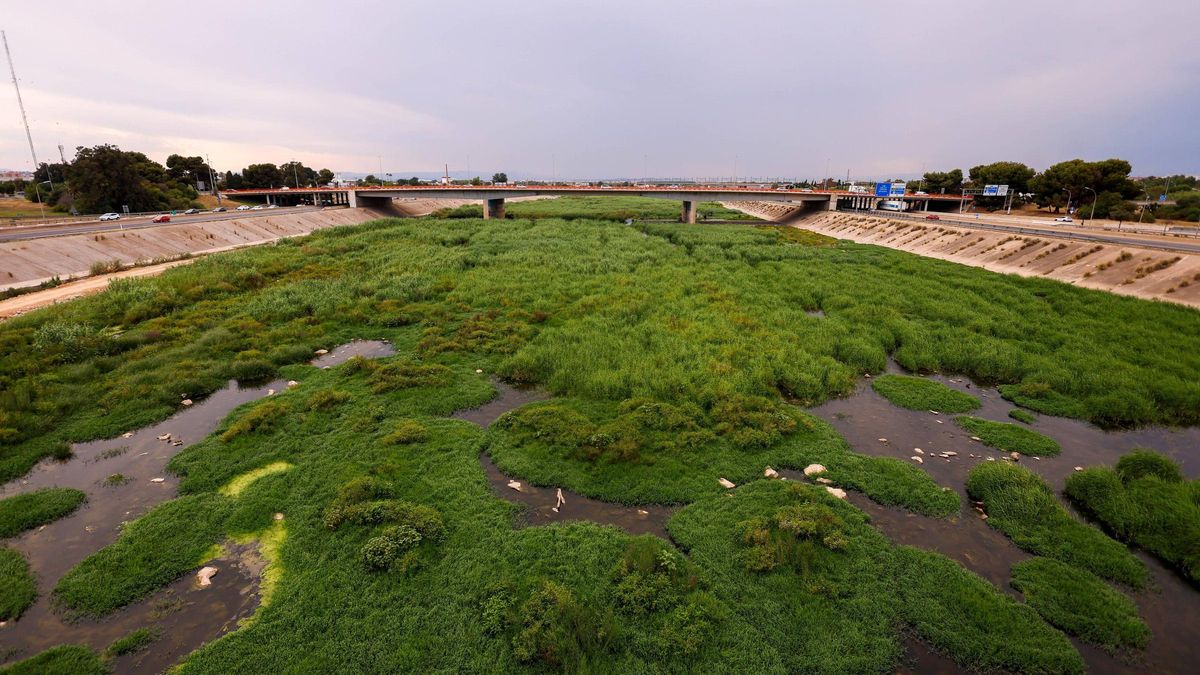 Manto verde de vegetación en el Cauce, a la altura de La Torre y Faitanar