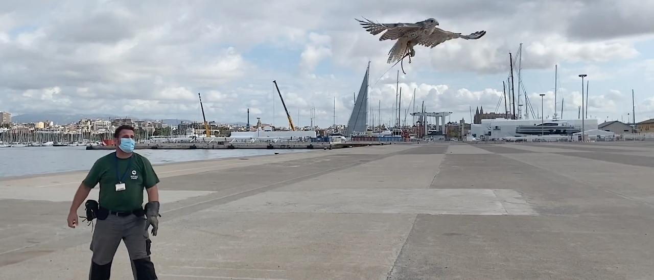 Águilas y halcones contra las gaviotas del puerto
