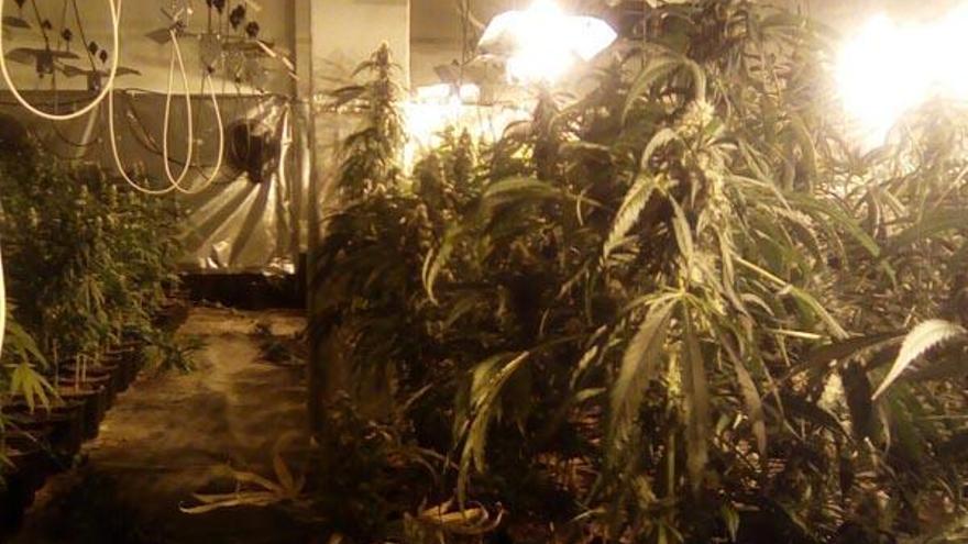 Unos traficantes reconvierten una fábrica textil en un gigantesco vivero de marihuana