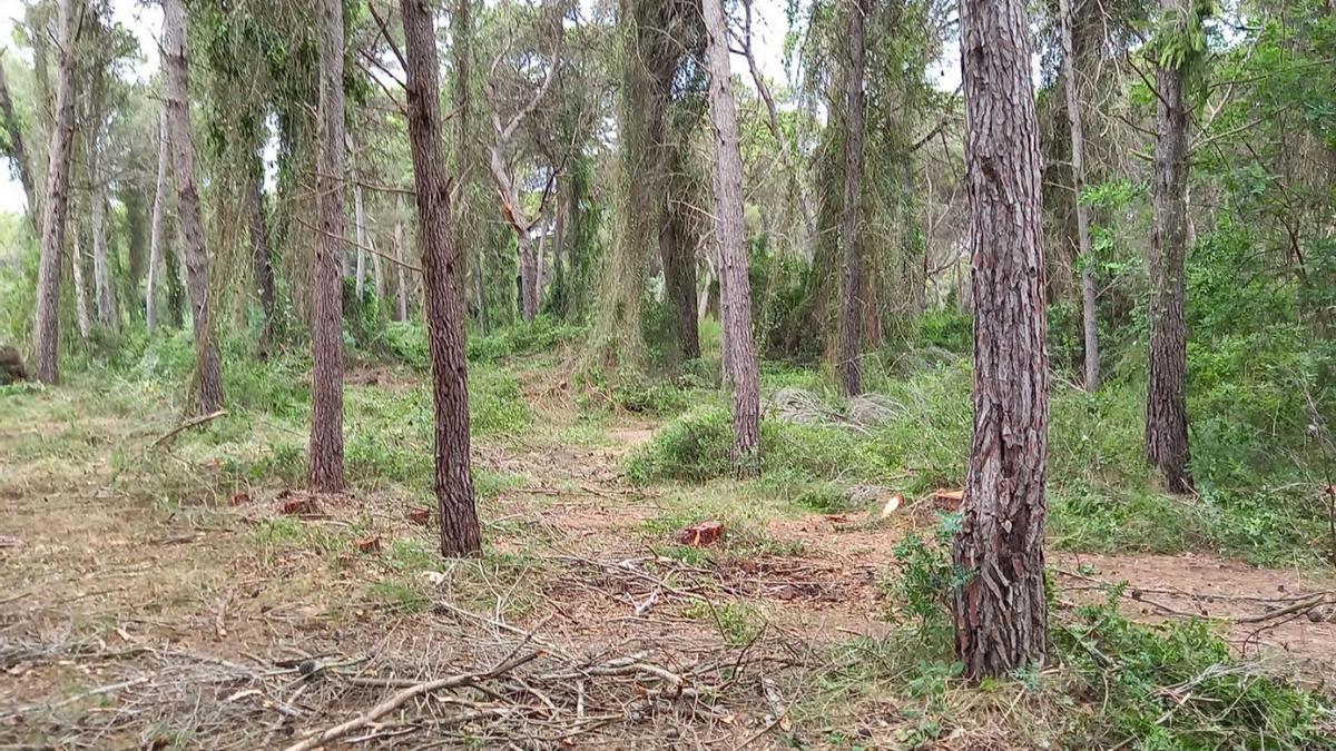 Sant Jeroni muestra cómo gestionar el monte para frenar los incendios