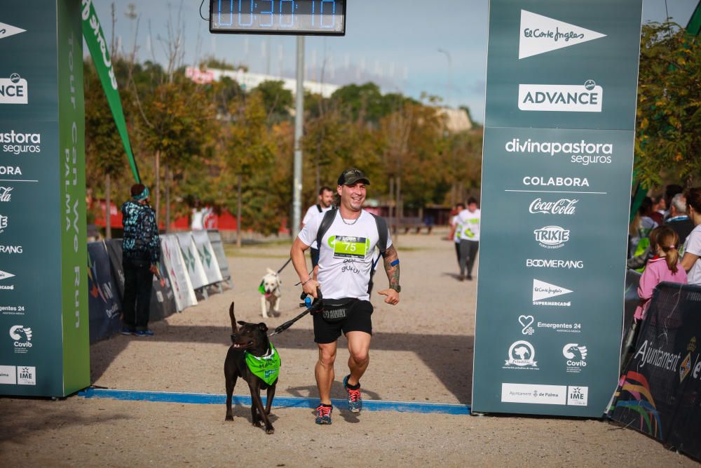 Can We Run Mallorca: So war das Hunderennen