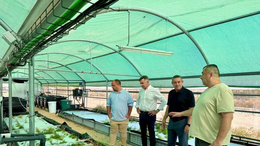 Una planta piloto en San Pedro del Pinatar para recuperar nutrientes del agua de criaderos de peces