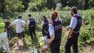 Los Mossos temen que las mafias de la marihuana corrompan a los poderes públicos