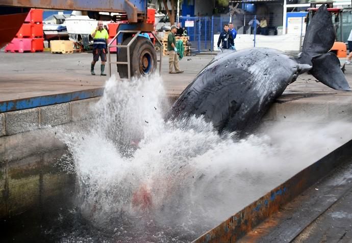 14/03/2019 TALIARTE. TELDE. Recogida del cachalote varado en la costa de Telde.   Fotografa: YAIZA SOCORRO.