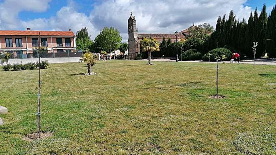 Árboles plantados en el parque López Cobos.