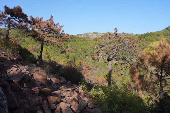 Las imágenes muestran la situación de la sequía en los montes de Castellón