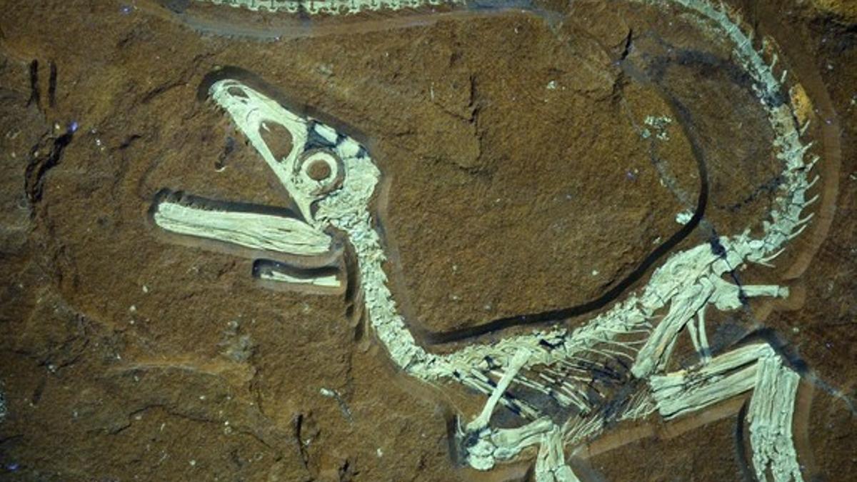 Restos fósiles de un dinosaurio encontrado en Kelheim, Alemania.