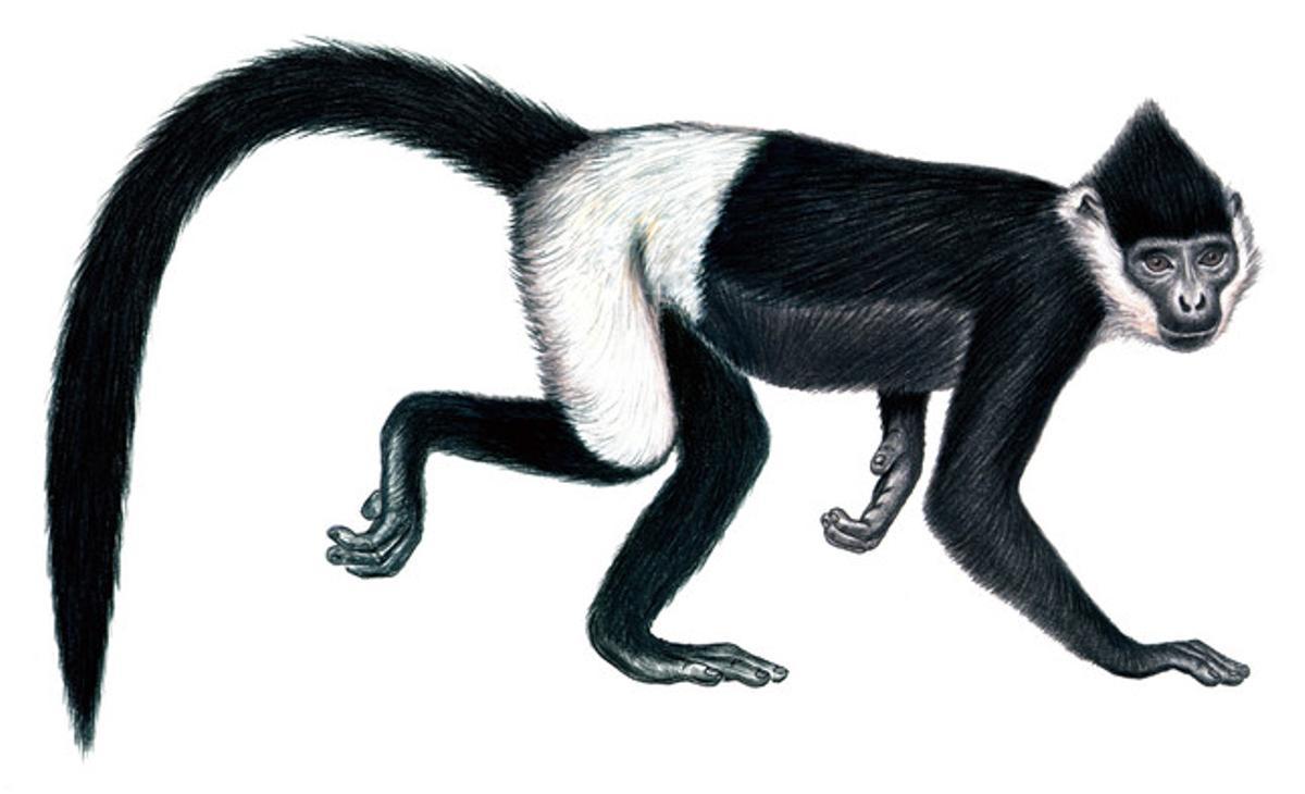 Langur de Delacour (Trachypithecus delacouri). Cercopitec endèmic de boscos plujosos del nord del Vietnam (5.000 quilòmetres quadrats molt fragmentats). Buscat per la medicina tradicional. Població estimada de 250 individus adults, com a màxim.