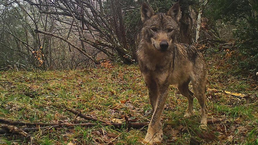 Recursos Naturales realizó 629 salidas para matar a 9 lobos en el último año