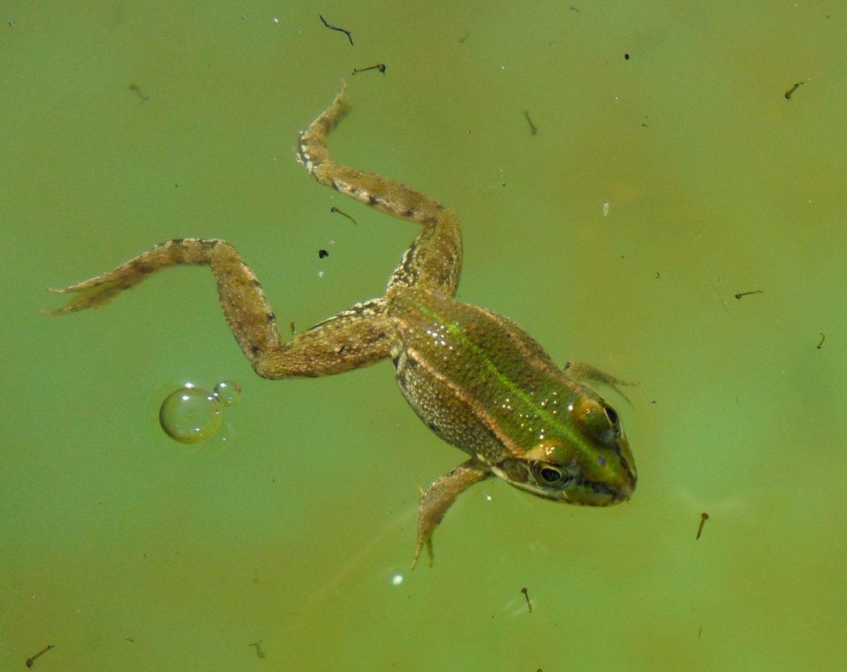 La dieta de esta rana se basa principalmente en invertebrados, aunque las más grandes pueden alimentarse también de pequeños vertebrados