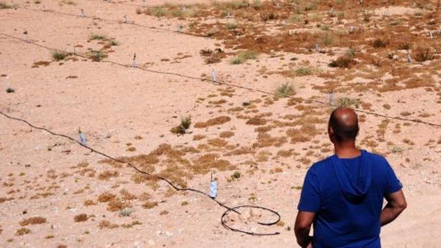 La finca de Los Sigüenza, investigada por enterramiento de basuras, recién plantada ayer.