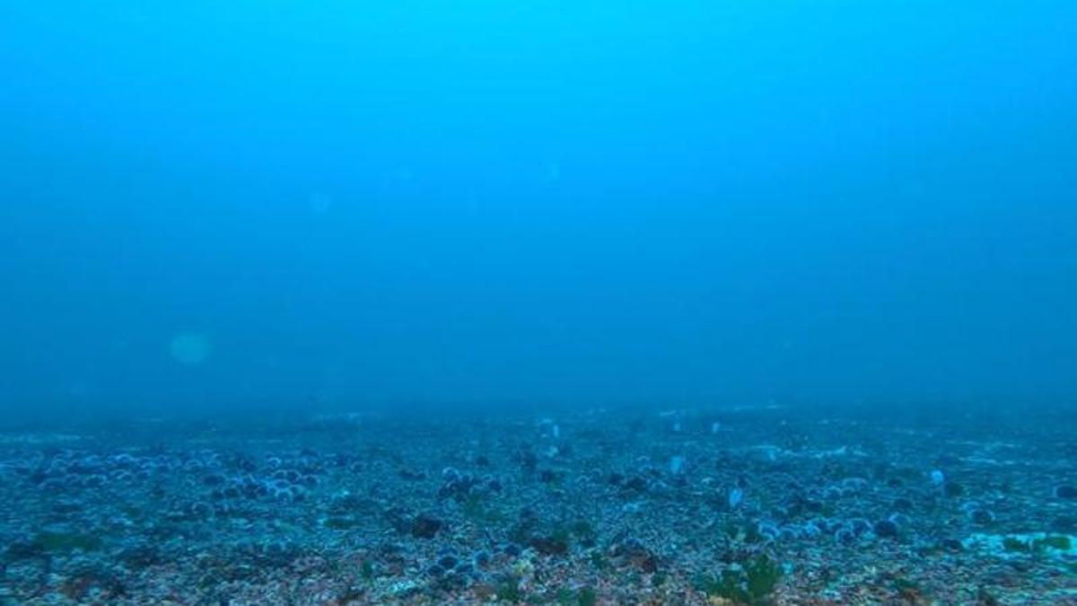 Fons de rodòlits al Canal de Menorca, un dels més grans de la Mediterrània.