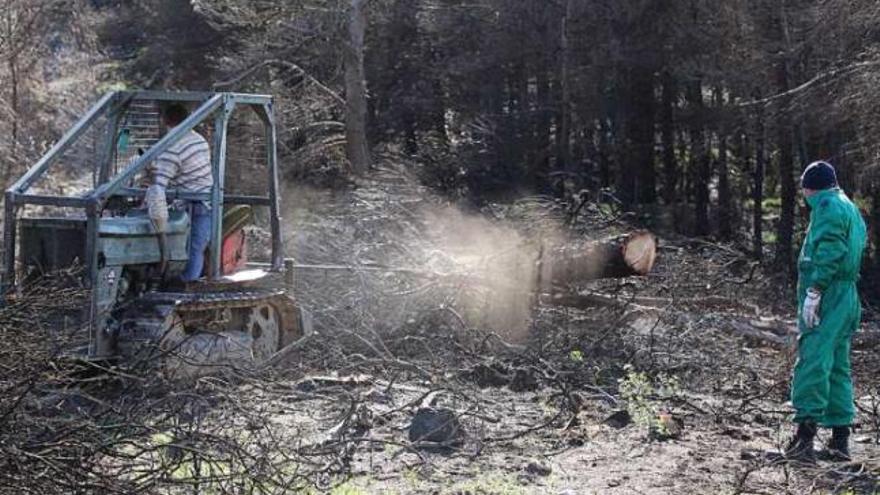 Los propietarios forestales piden a la UE más inversión contra los incendios
