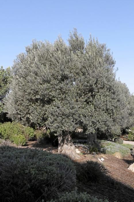 Gartenarchitektin Andi Lechte und Baumexperte Ramón Galmés: Im Februar ist ein Schnitt der "olivos" angesagt. Dies beugt Krankheiten und Schädlingsbefall vor, fördert die Fruchtbildung und erleichtert obendrein die Ernte.