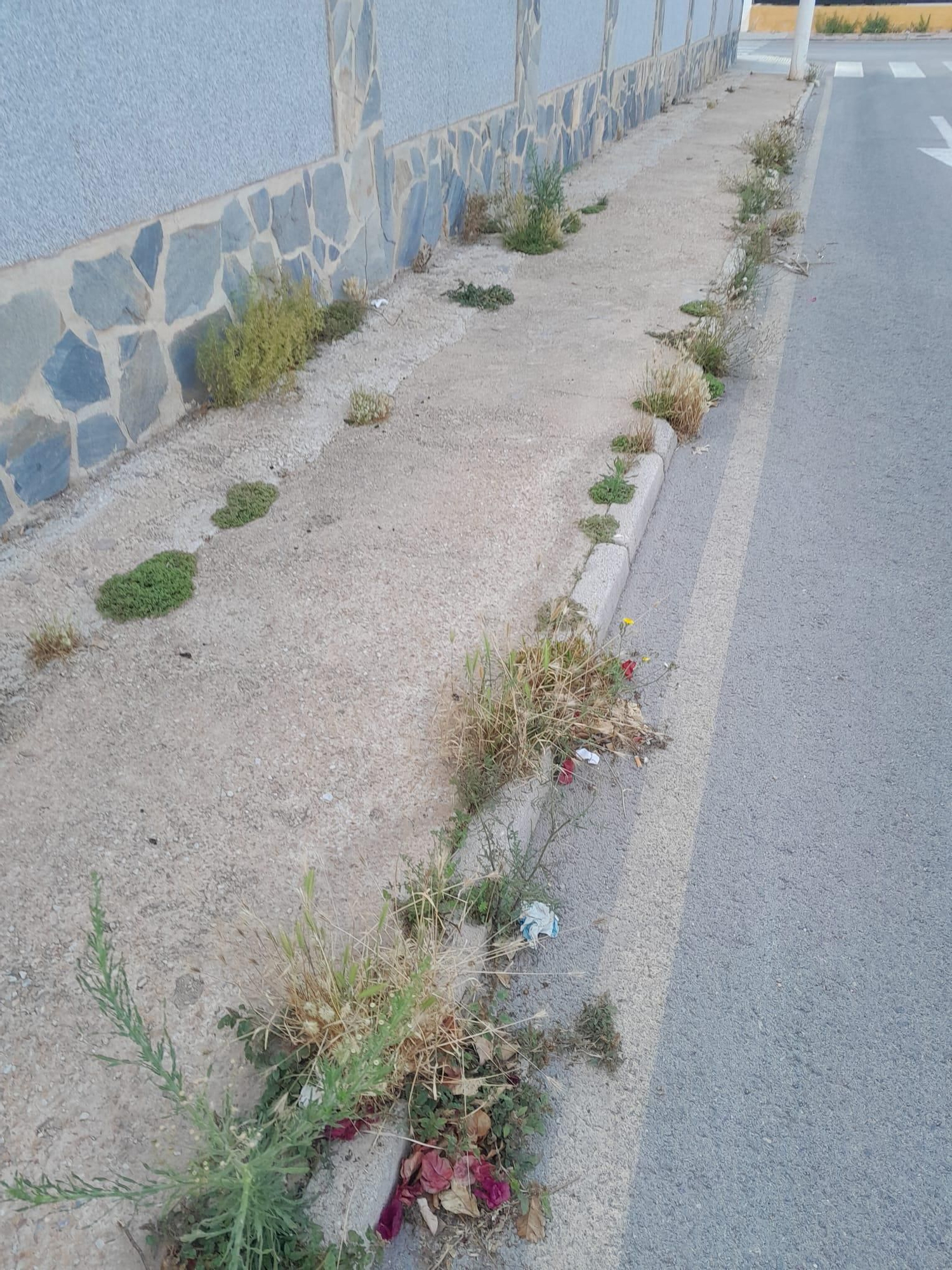 Una jungla sobre el asfalto de Orihuela Costa