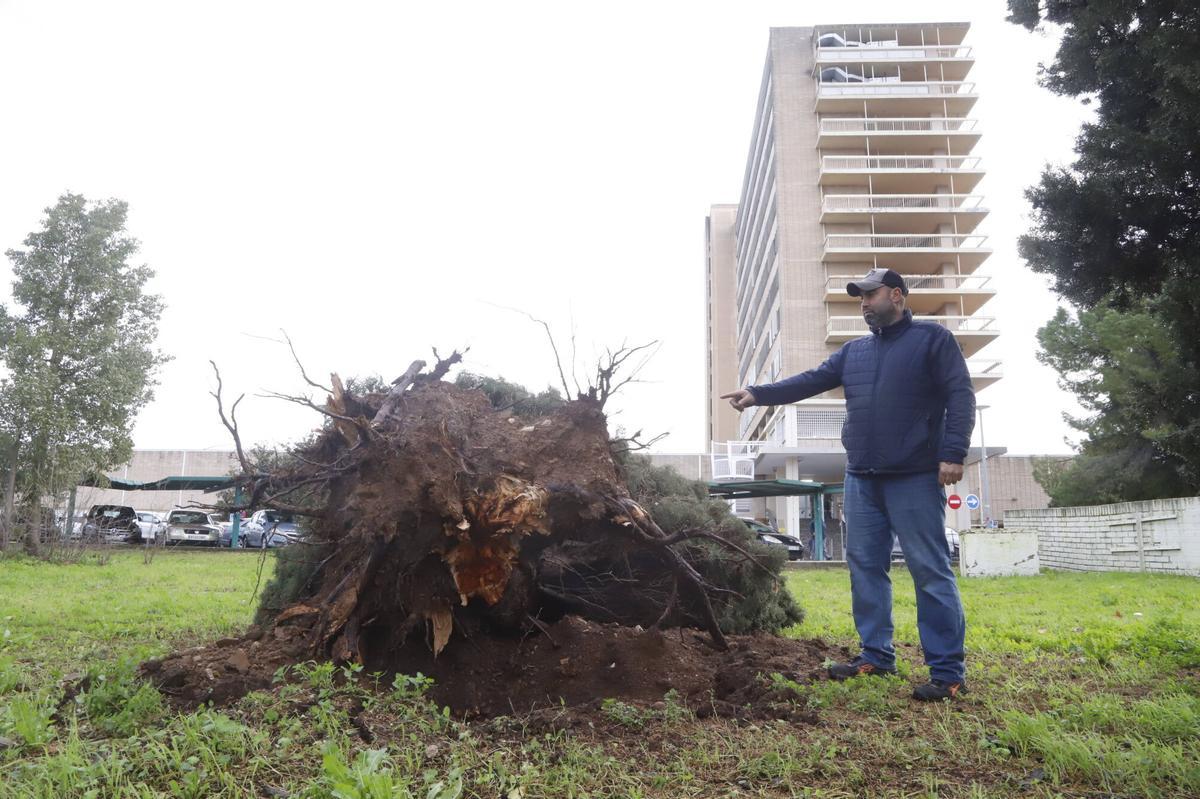 Árbol caído en el Hospital Provincial
