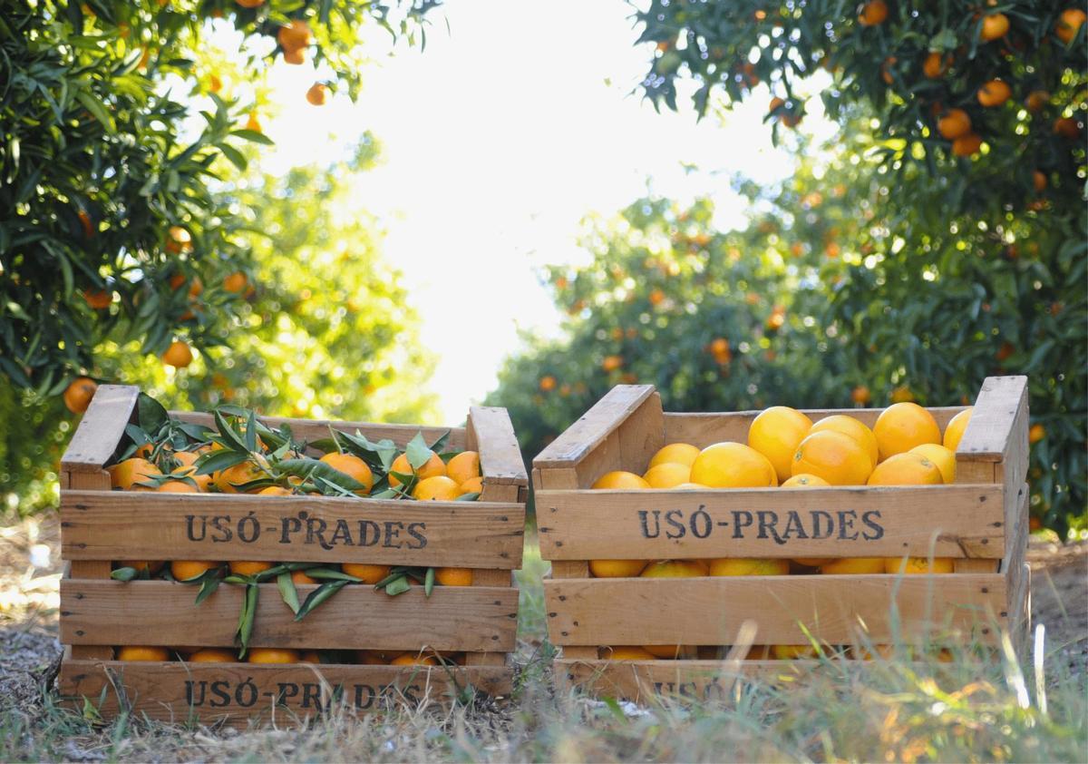 Frutinter es la primera empresa en comercializar naranjas y mandarinas sin contaminación por nitratos del subsuelo agrícola.