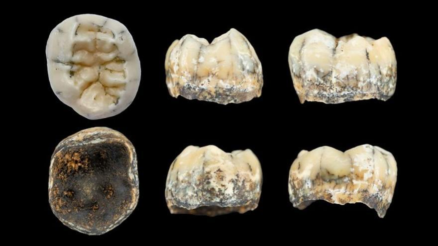 El molar fosilizado, visto aquí desde varios ángulos, habría pertenecido a una joven denisovana que murió hace entre 164.000 y 131.000 años.