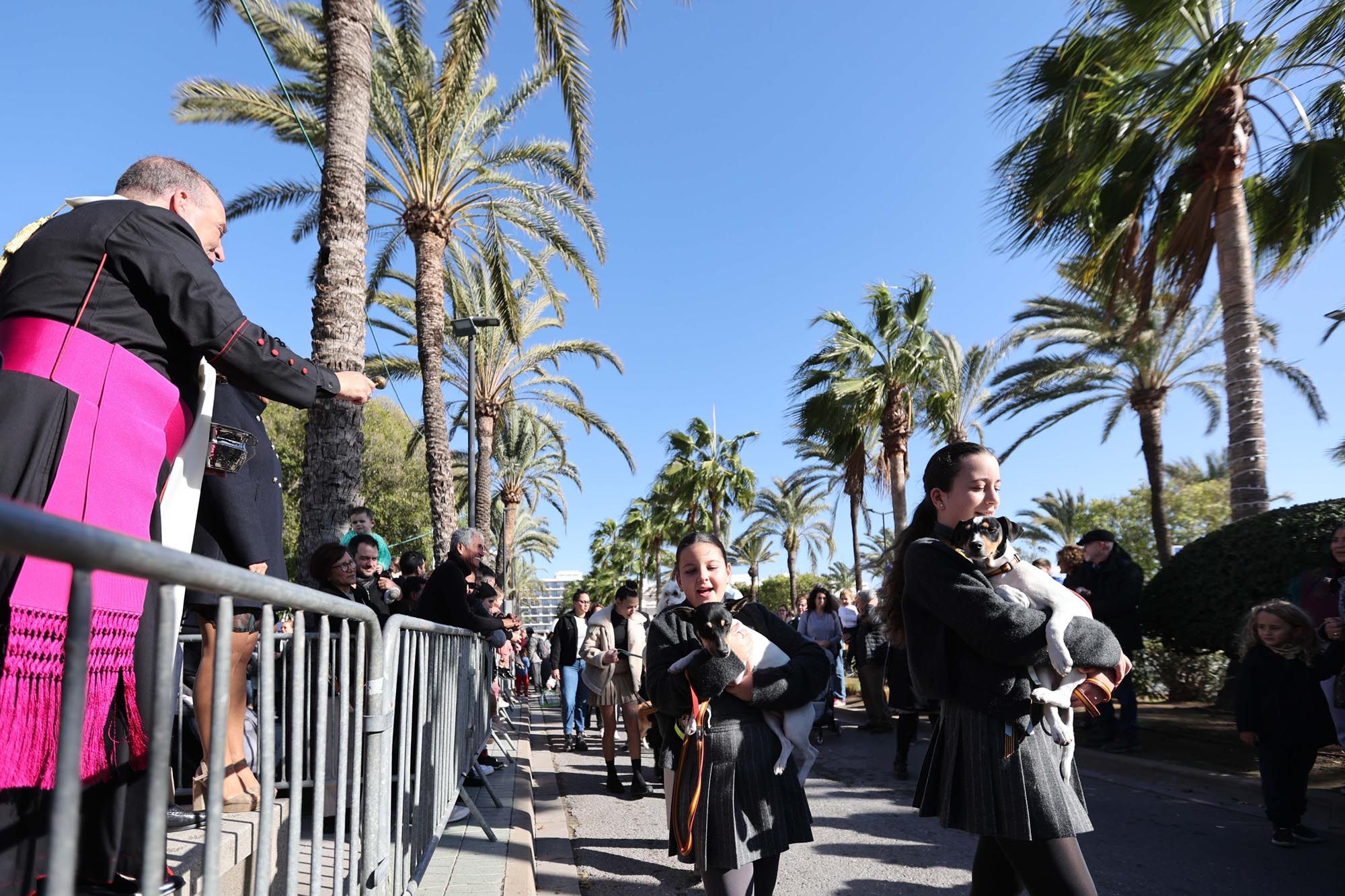 Todas las imágenes de la bendición de animales y el día grande de las fiestas de Sant Antoni