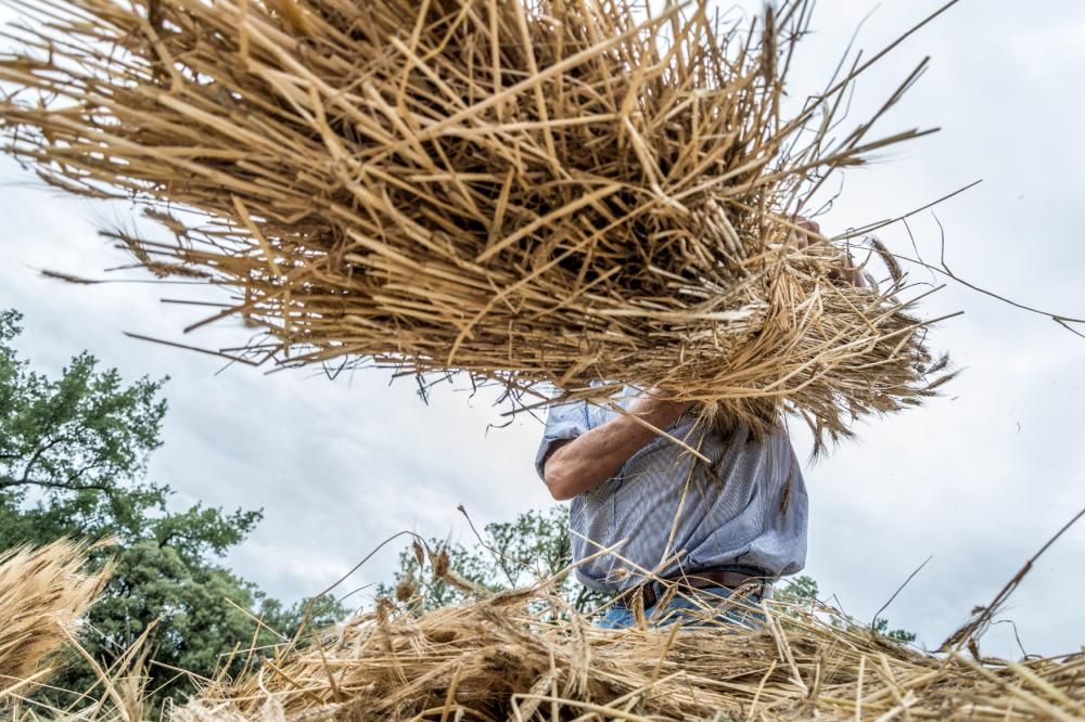 Avià manté amb força la transmissió de la tradició