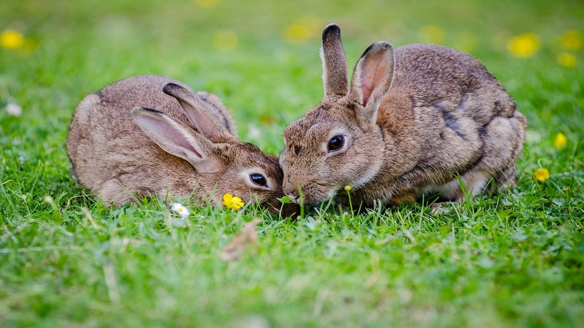 Reino Unido añade cien especies de animales a la lista de &quot;prioritarios&quot;