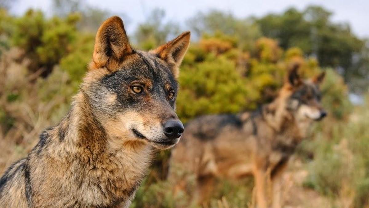 Dos ejemplares de lobo ibérico
