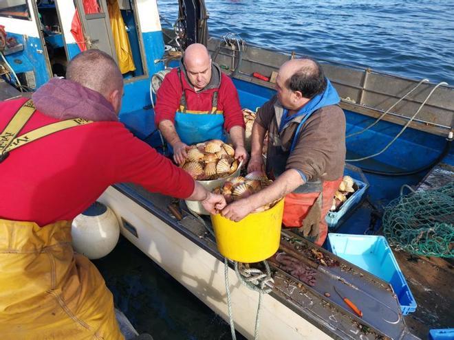 Mil kilos de vieira arrancan la campaña en Bueu