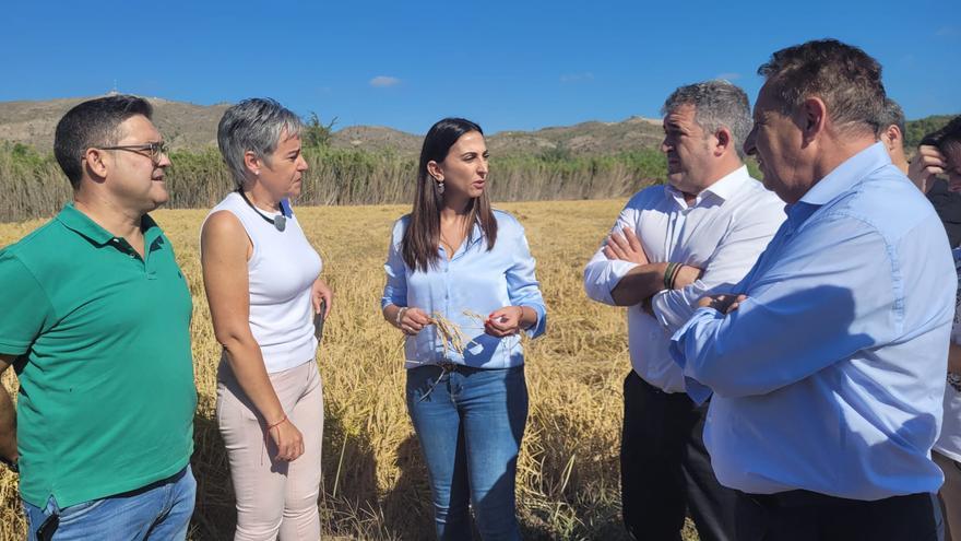 La campaña de la DOP Arroz de Calasparra espera recolectar cerca de tres millones de kilos de excelente calidad