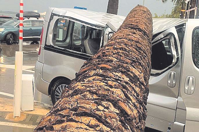 Una palmera aixafa un cotxe a Roses