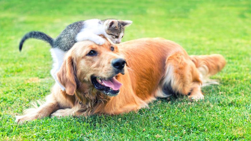 Las mascotas dejarán de ser consideradas &quot;cosas&quot;.