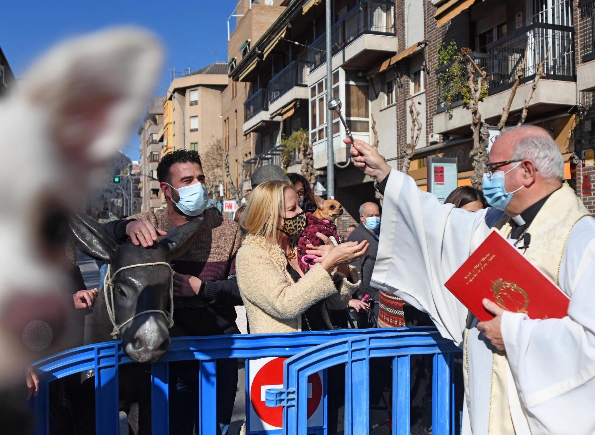 Las mascotas reciben su bendición por San Antón en Murcia (II)