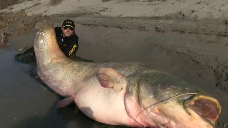 Así es el monstruoso siluro del Ebro