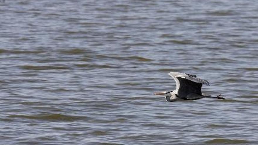 L&#039;Albufera pierde 1.700 parejas de garzas nidificantes en dos años