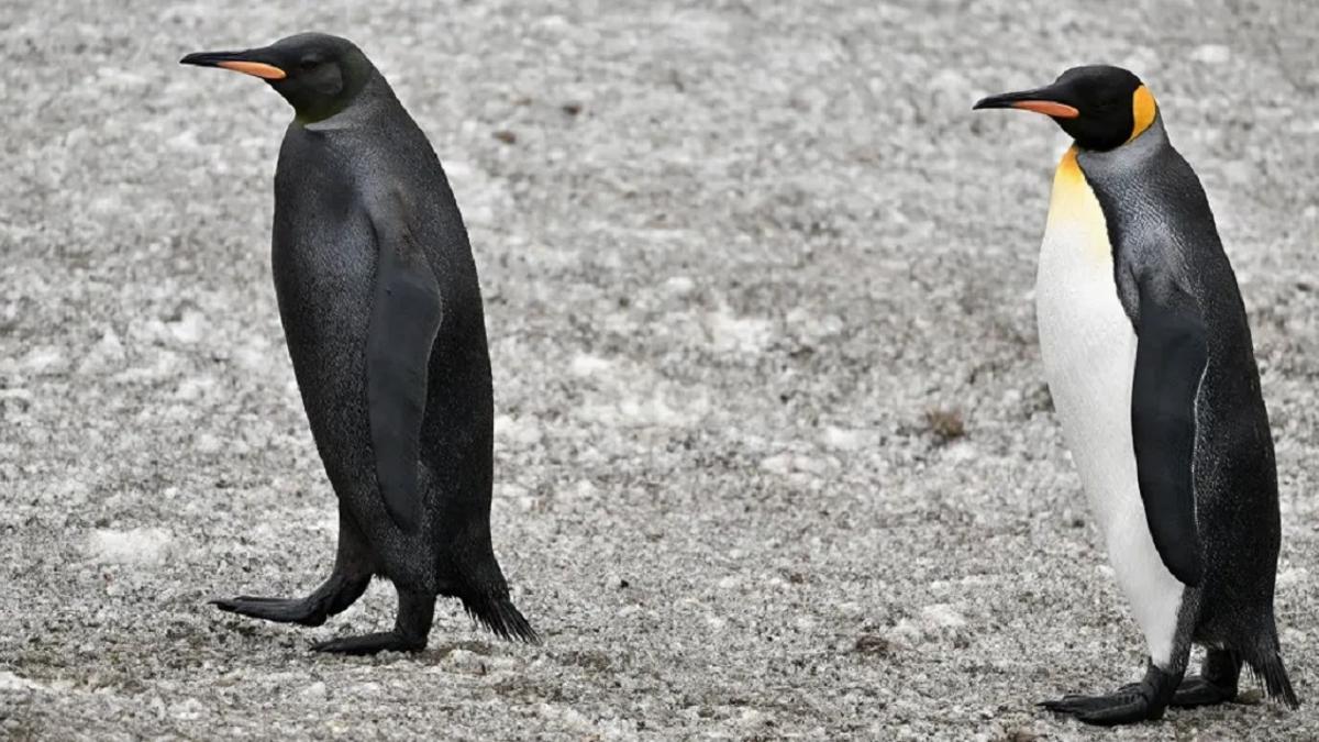 El pingüino negro, junto a otro individuo con el plumaje normal