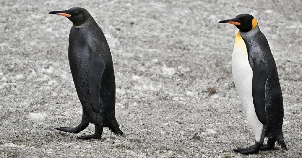 El pingüino negro, junto a otro individuo con el plumaje normal