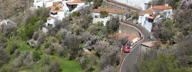 Almendros en flor