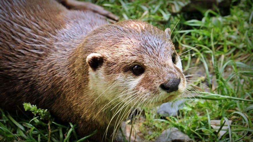 VÍDEO | La nutria arraiga en Castellón: también están en el río Palancia