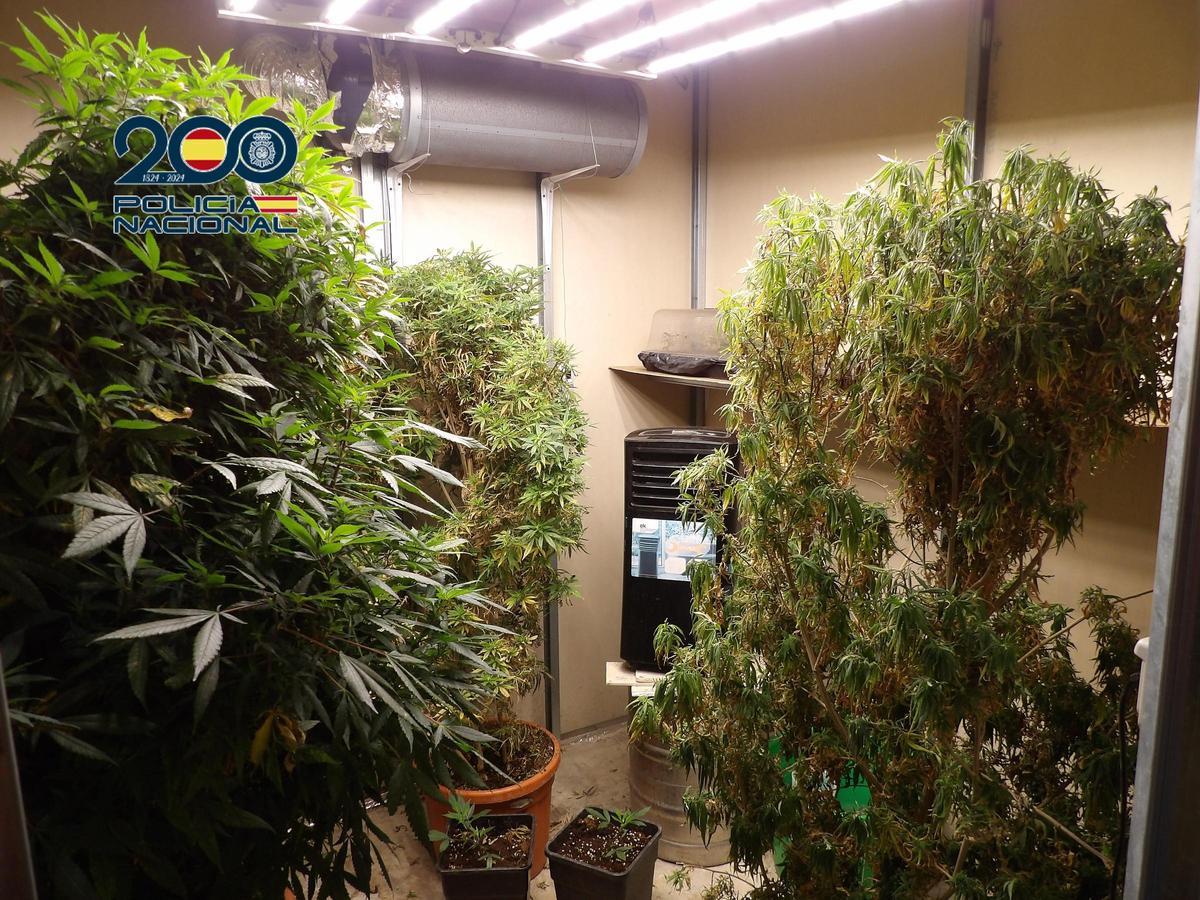 Plantación de marihuana en Molina de Segura.