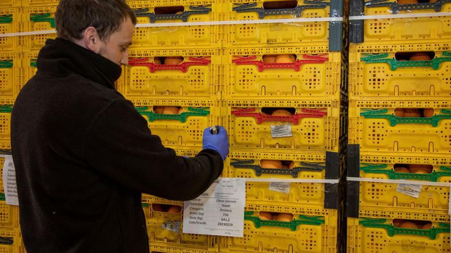 Naranjas de la cooperativa de Sóller, apiladas en cajas para su comercialización.