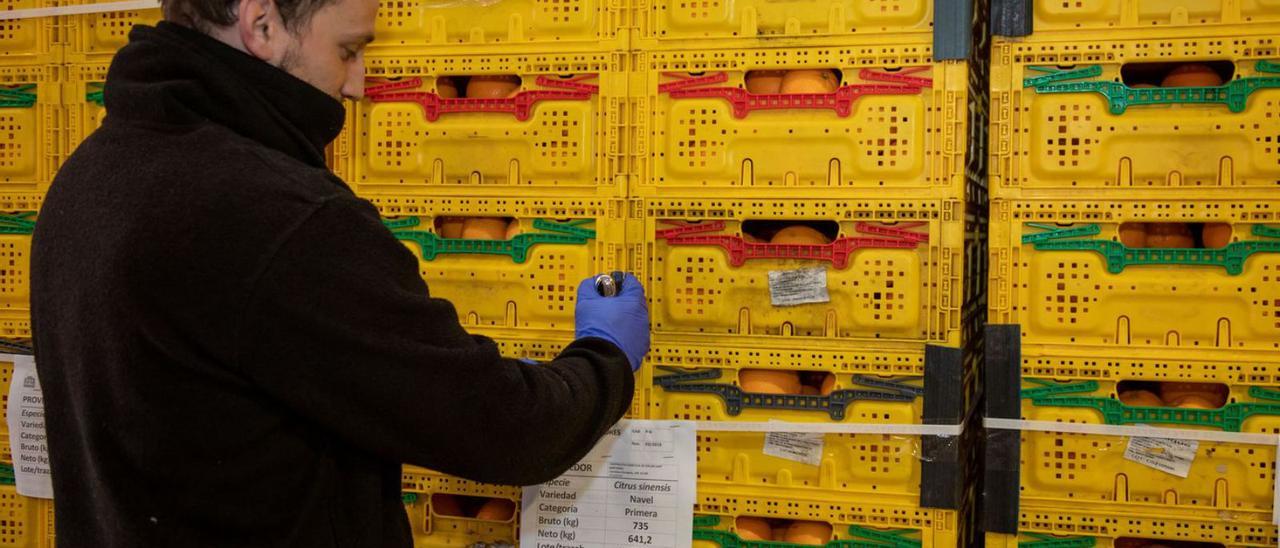 Naranjas de la cooperativa de Sóller, apiladas en cajas para su comercialización.