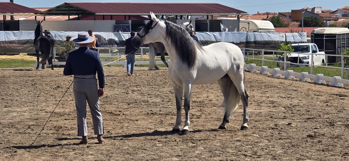 Las instalaciones del recinto ferial de Albalá están perfectamente acondicionadas.