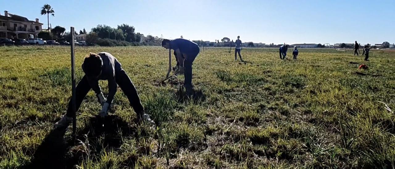 Voluntarios plantan árboles en Son Bonet.