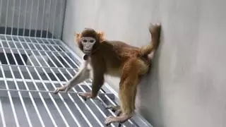 Científicos chinos consiguen clonar un macaco tras 113 intentos fallidos
