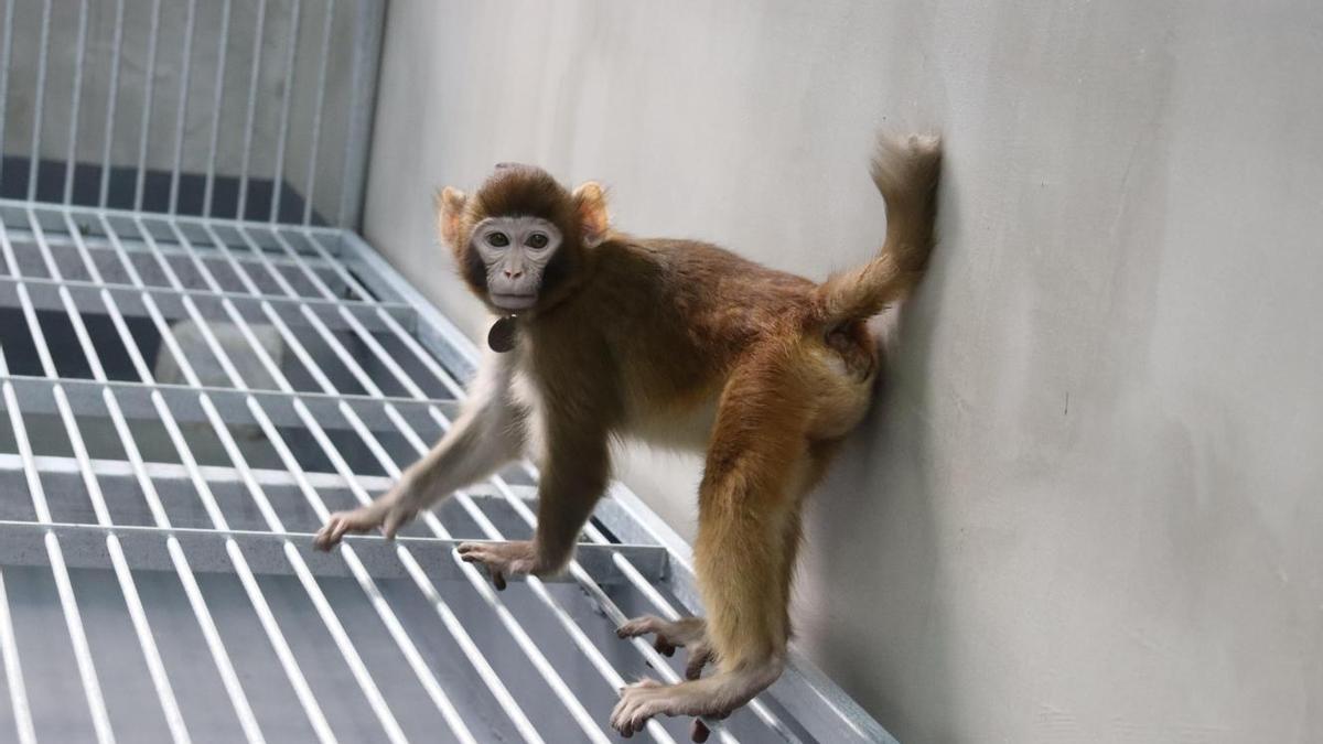 'ReTRo', el ejemplar de macaco Rhesus clonado con éxito por un equipo de investigadores chino.
