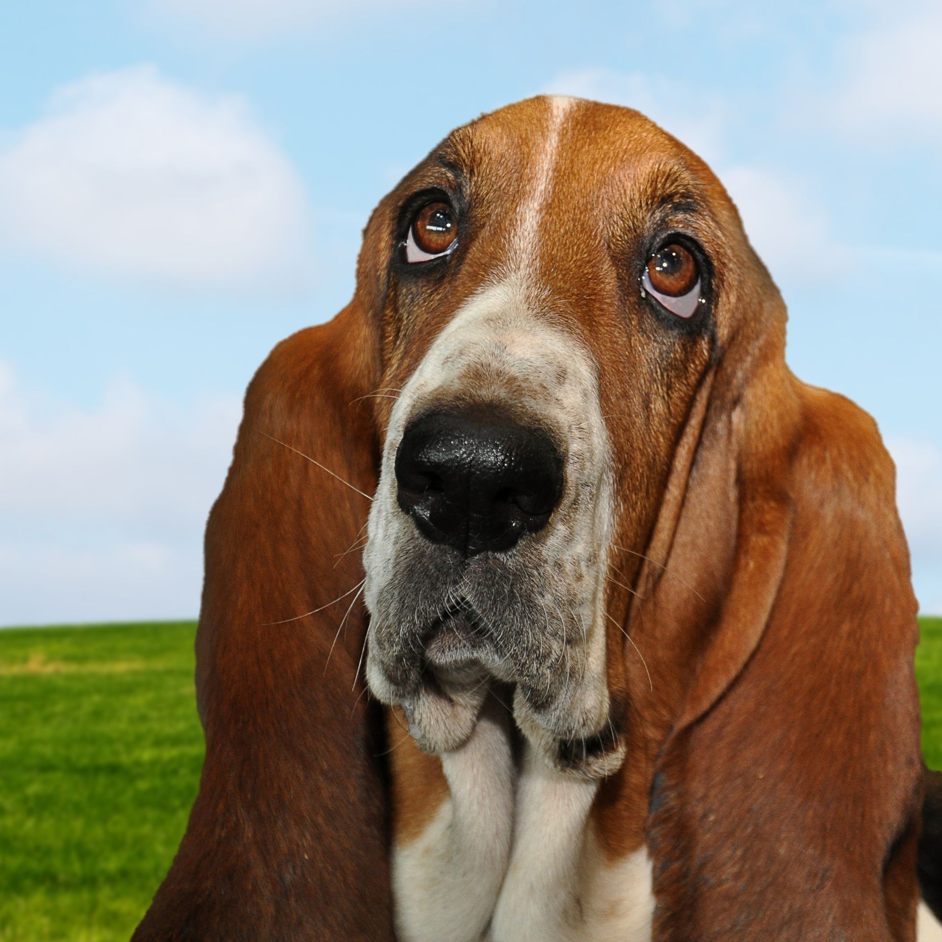 El Basset Hound es una de las razas de perros de caza más apreciadas como mascotas