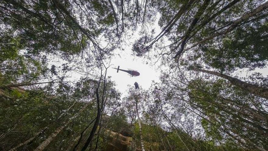 Rescatados del fuego 200 árboles prehistóricos en Australia